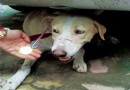 Streunender Hund riskiert Leben, um Einbruch zu vereiteln 