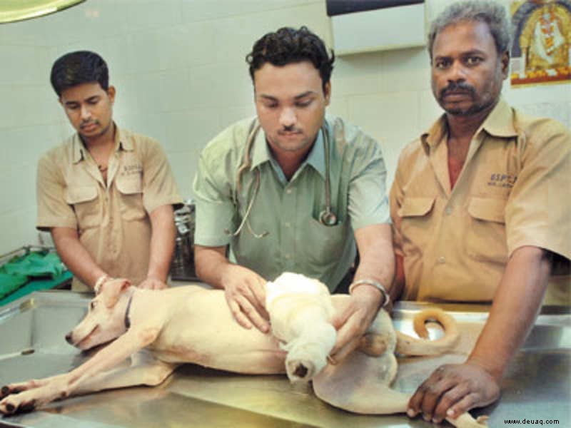 Vasant Kunj hat die meisten Fälle von Tierquälerei 