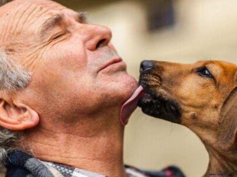 4 Gründe, einen Straßenhund zu adoptieren 