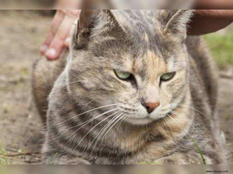 5 Möglichkeiten, wie Sie Ihr Haustier irritieren könnten 