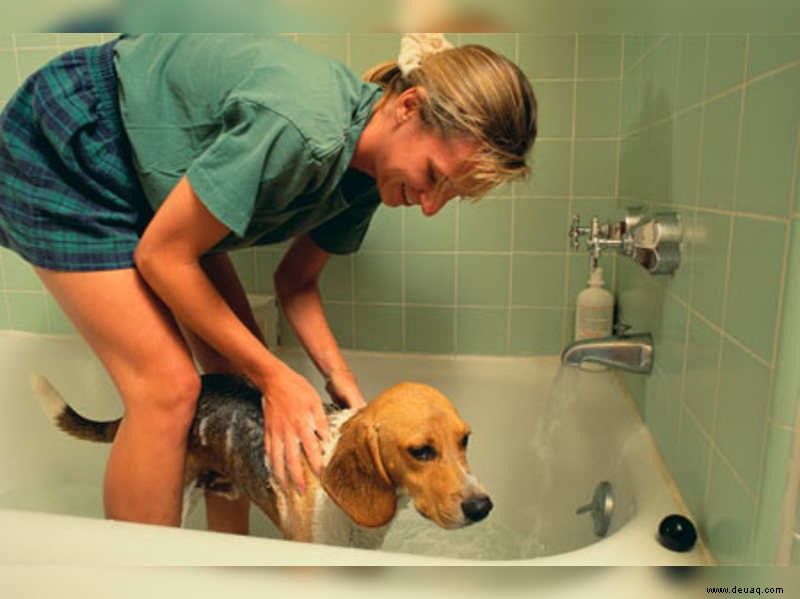 So baden Sie Ihren Hund 
