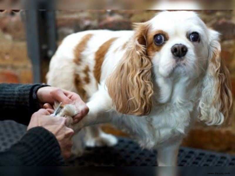 Tierpensionäre nehmen eine Hundetagesstätte auf 