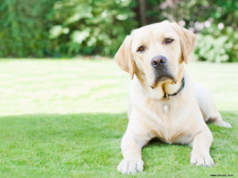 Auch Hunde haben ein Gewissen 