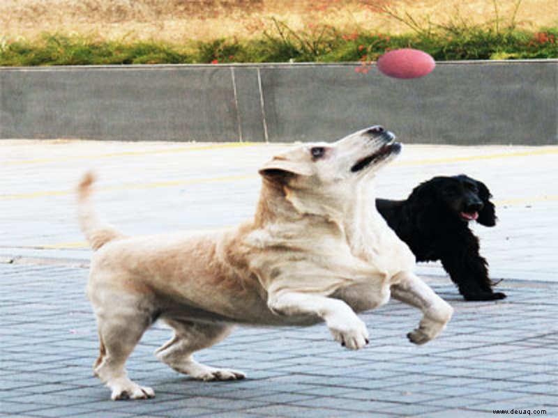 Ist Ihr pelziges Kumpelspiel für fröhliches Training? 