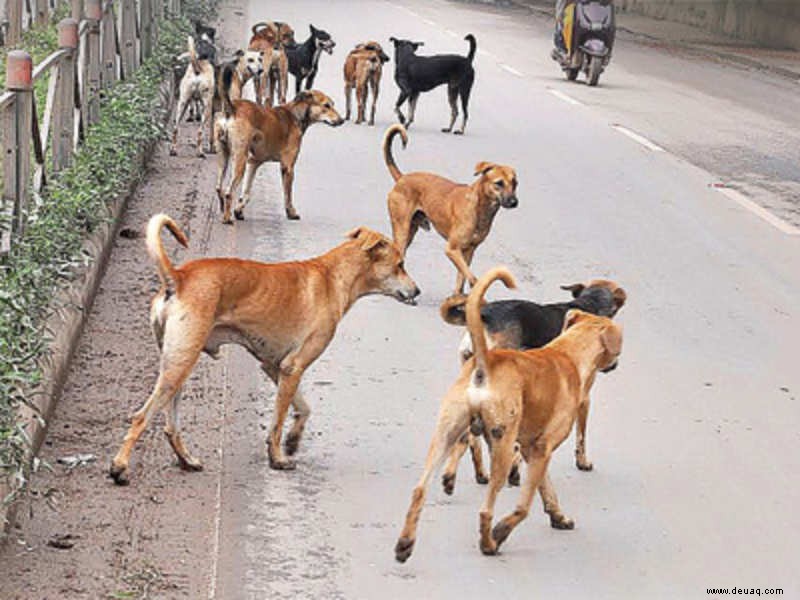 Chennai reagiert auf das SC-Urteil zu streunenden Hunden 