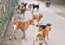 Chennai reagiert auf das SC-Urteil zu streunenden Hunden 