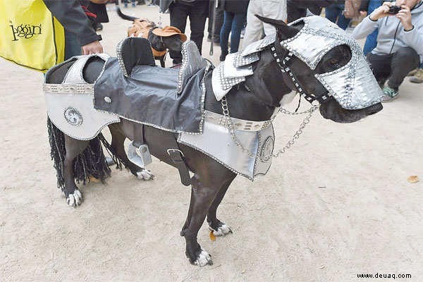 Halloween geht dieses Jahr vor die Hunde ... buchstäblich! 