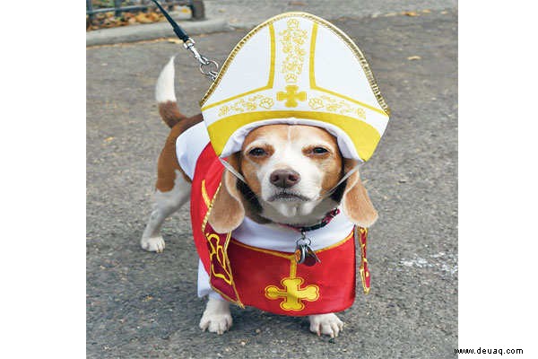 Halloween geht dieses Jahr vor die Hunde ... buchstäblich! 