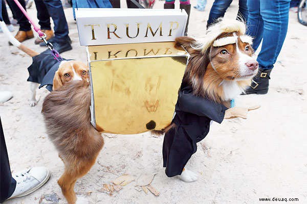 Halloween geht dieses Jahr vor die Hunde ... buchstäblich! 