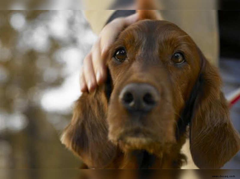 6 Gründe, warum Sie ein Haustier adoptieren sollten 