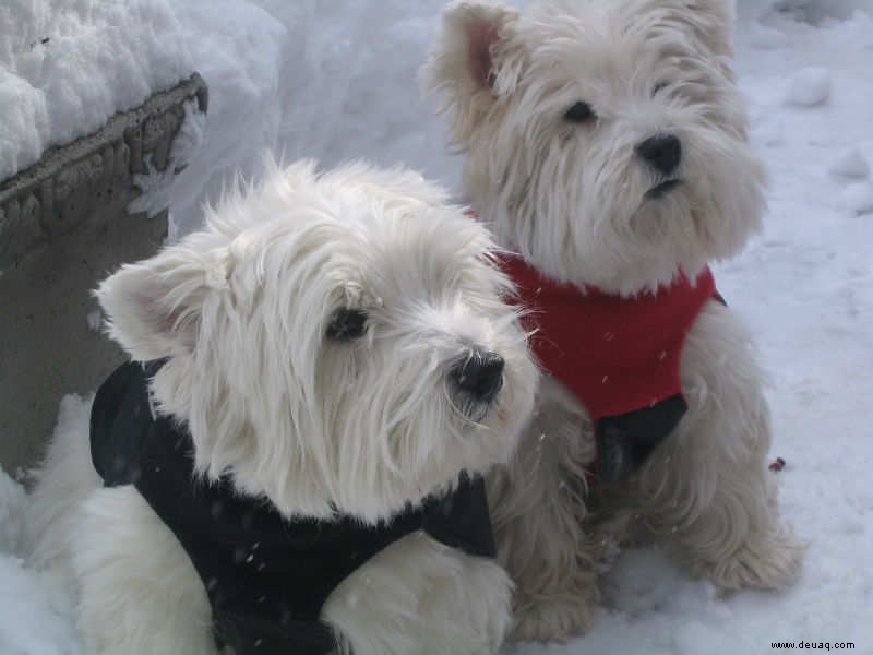 Sollten Sie Ihren Hund im Winter einen Mantel tragen lassen? 