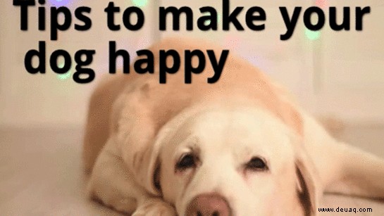 8 Tipps, um Ihren Hund glücklich zu machen 