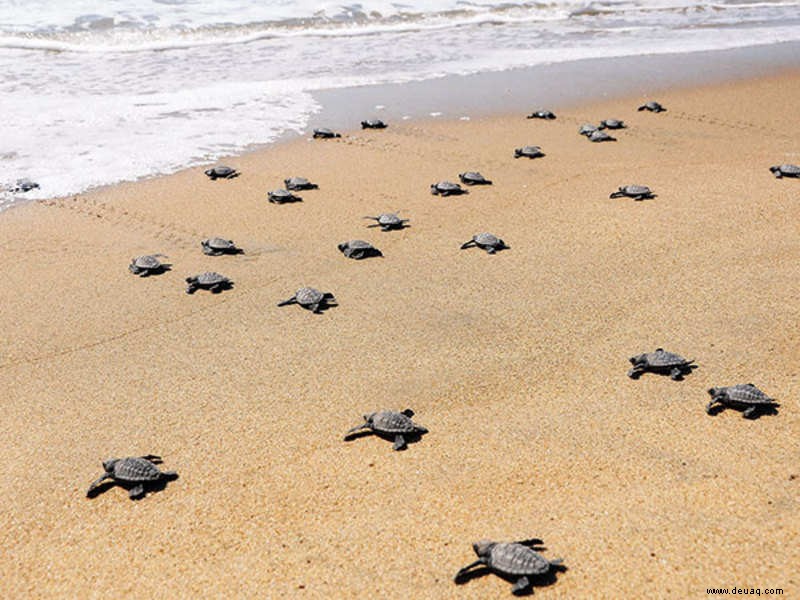 Machen Sie eine Reise durch diese Schildkrötenfilme 