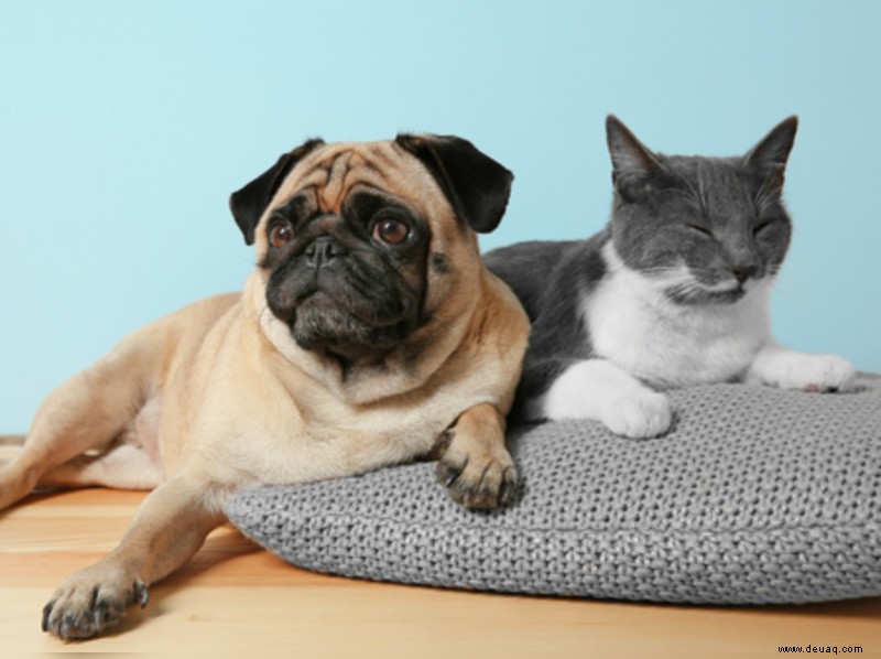 Katzen vs. Hunde:Wer ist ein besseres Haustier? 