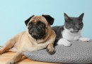 Katzen vs. Hunde:Wer ist ein besseres Haustier? 