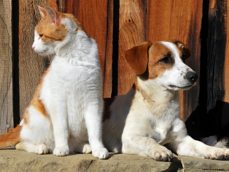 Katzen vs. Hunde:Wer ist ein besseres Haustier? 