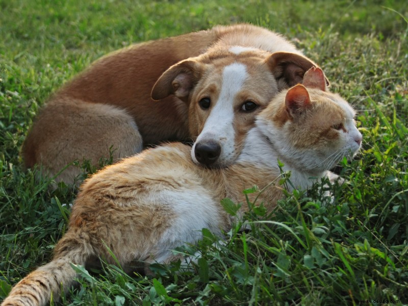 Katzen vs. Hunde:Wer ist ein besseres Haustier? 