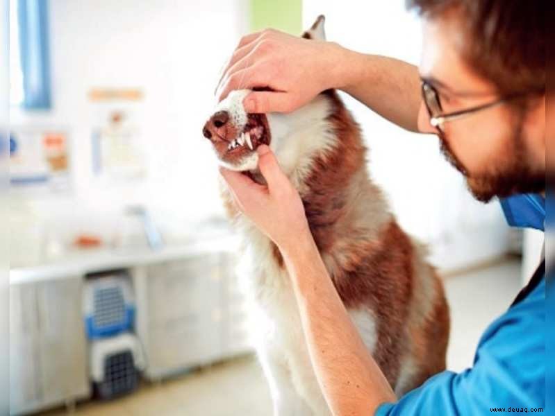 Zahnpflegeratgeber für faule Haustiereltern 