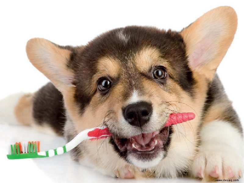 Zahnpflegeratgeber für faule Haustiereltern 