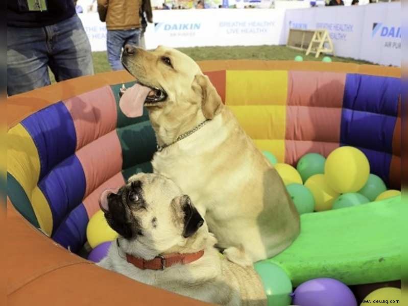 Pet Fed, um einen Weltrekord für das größte Hundetreffen aufzustellen 