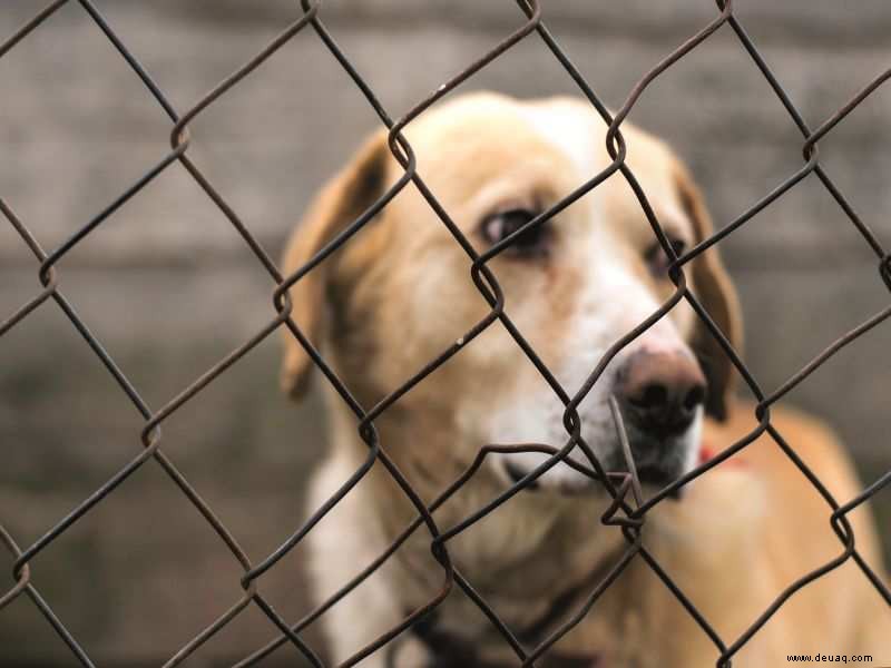 Großbritannien erhöht Strafe für Tierquälerei; in Indien sind es immer noch Rs 50 