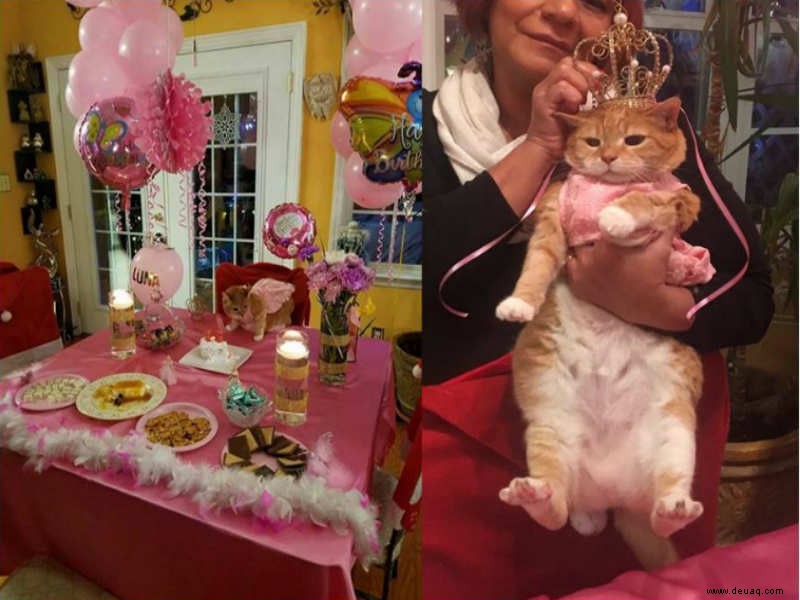 Diese Familie hat die Geburtstagsfeier ihrer Katze auf ein neues Level gehoben! 