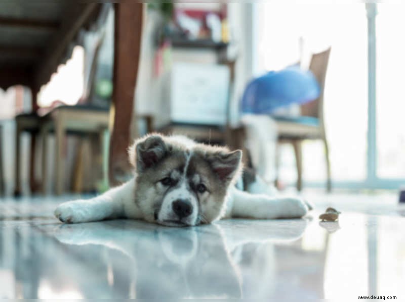 So halten Sie Ihren Hund diesen Sommer kühl 