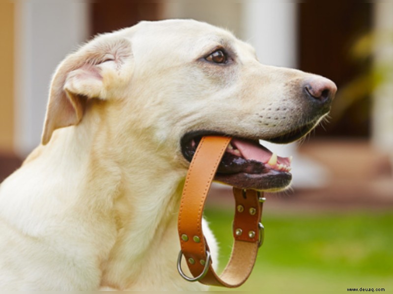 Was Sie wissen müssen, bevor Sie Ihrem Hund ein Halsband anlegen 
