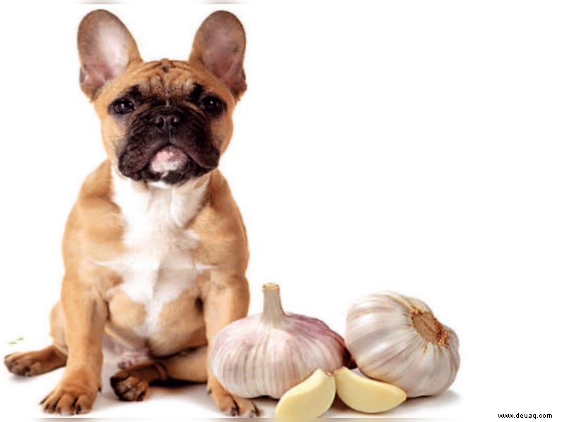 Ist Knoblauch gut/schlecht für Hunde? 