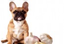 Ist Knoblauch gut/schlecht für Hunde? 