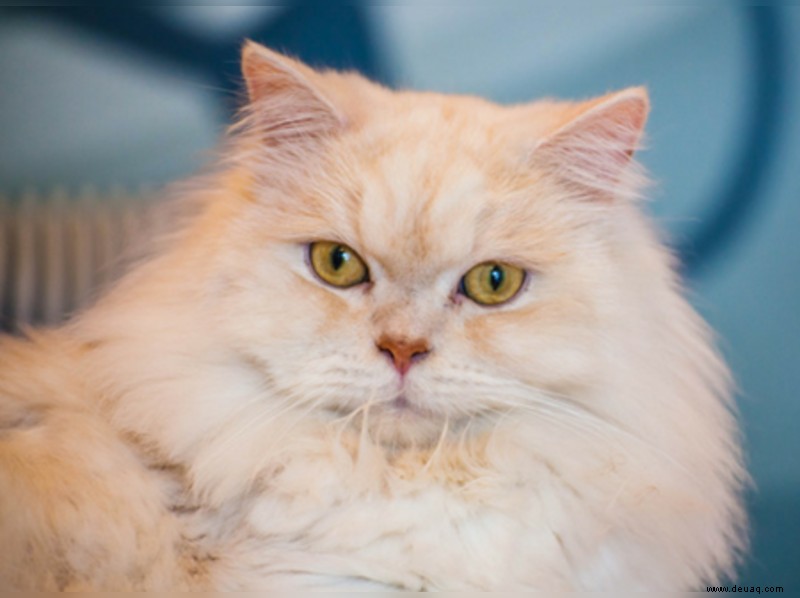 Weltkatzentag:7 tolle Fakten über Katzen, die Sie überraschen werden 