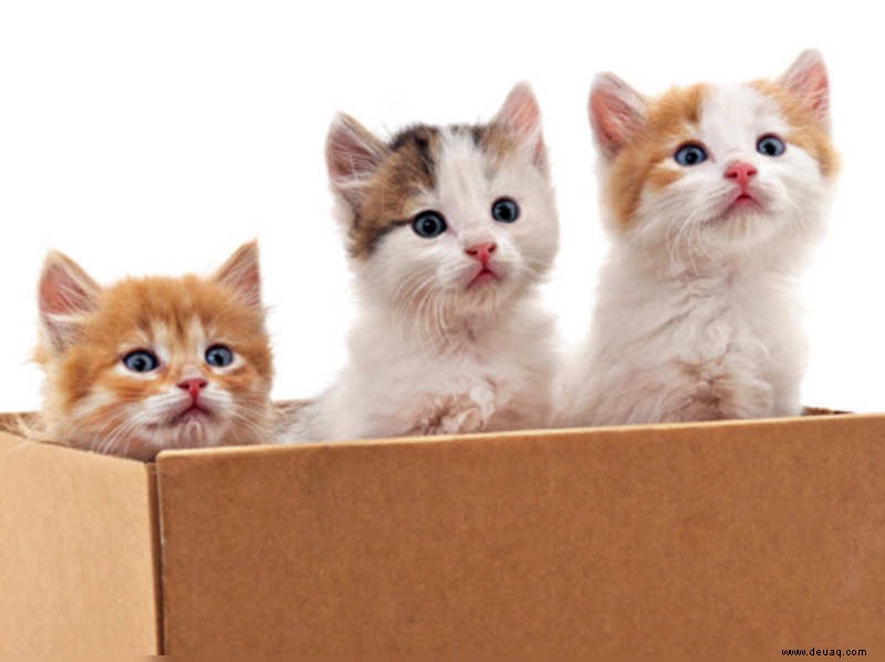 Kätzchen zu Hause willkommen heißen? Hier ist eine Anleitung 