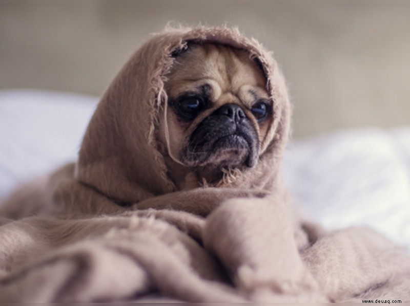 Ja, auch Ihr Hund kann depressiv werden 