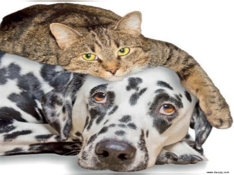 Wie man eine Katze und einen Hund zusammenhält 