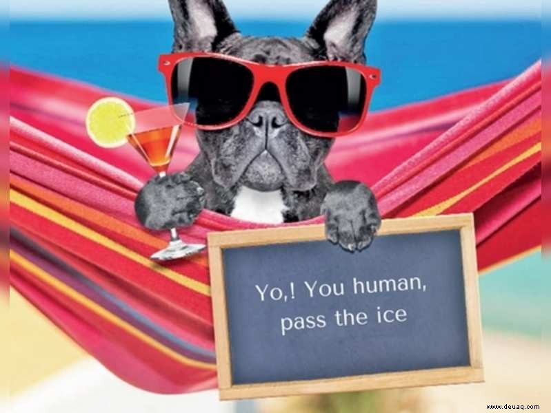 Ist Ihr Hund im Sommer ein wählerischer Esser? 