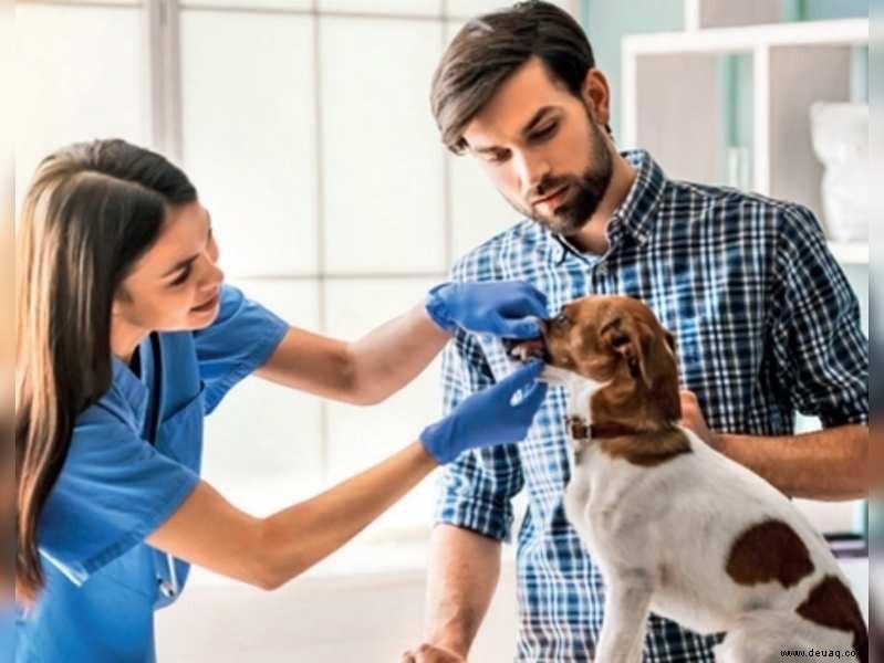 Wählen Sie den richtigen Tierarzt 