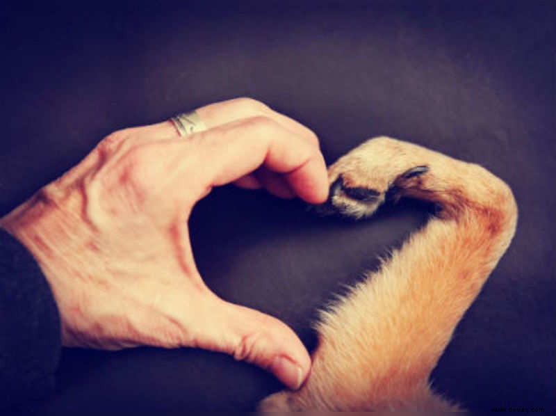 Ein pelziger Valentinsgruß ist der beste Valentinsgruß 