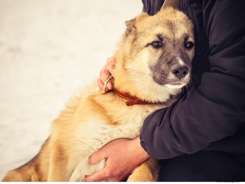 Alles, was Sie über Lebensmittelvergiftungen bei Hunden wissen müssen 