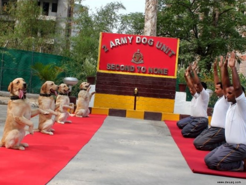 Armeehunde, die am Internationalen Yogatag Yoga machen, werden Ihr Herz zum Schmelzen bringen 
