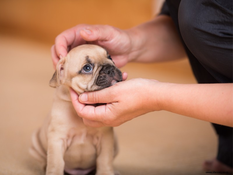 Es ist bewiesen! Hunde benutzen „Welpenaugen“, um uns zu manipulieren 