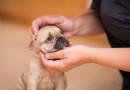 Es ist bewiesen! Hunde benutzen „Welpenaugen“, um uns zu manipulieren 