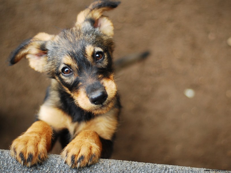 Mythen über das Verhalten von Hunden sind geplatzt 