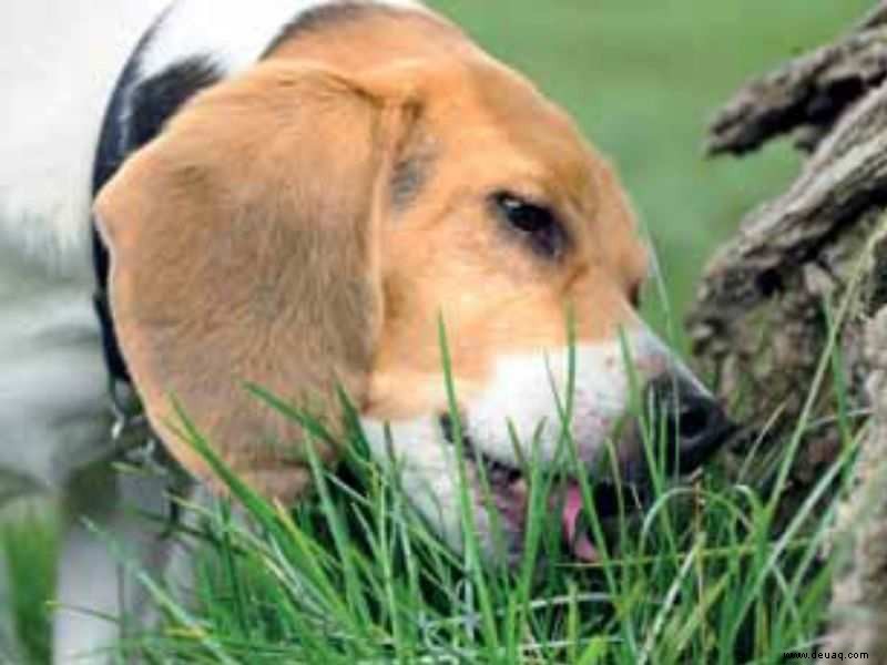 Warum Hunde Gras fressen 