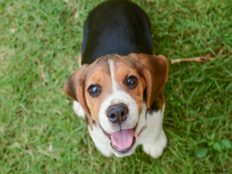 Machen Sie sich Sorgen darüber, wie Sie sich diesen Sommer um Ihren Hund kümmern sollen? Folgendes müssen Sie tun 