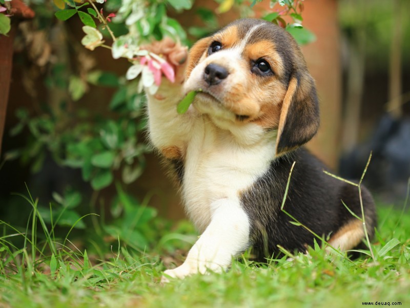 Ursachen der Hundealopezie 