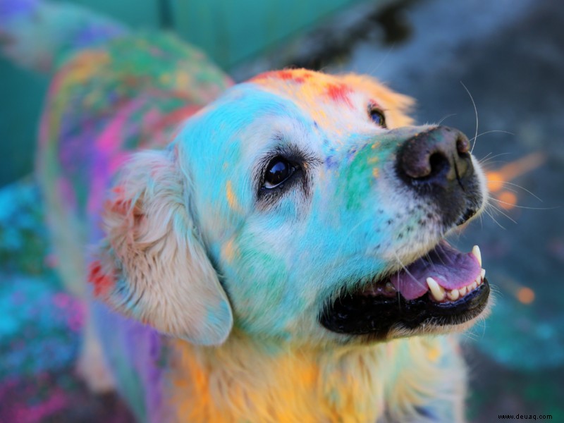 Schützen Sie Ihren pelzigen Freund vor giftigen Holi-Farben 