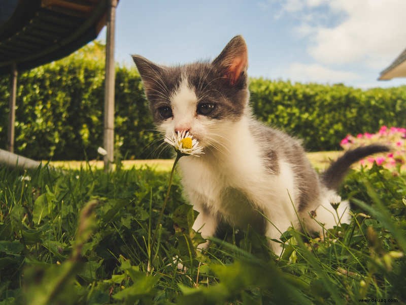 Vorsicht vor Lilienvergiftung bei Katzen 