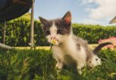Vorsicht vor Lilienvergiftung bei Katzen 