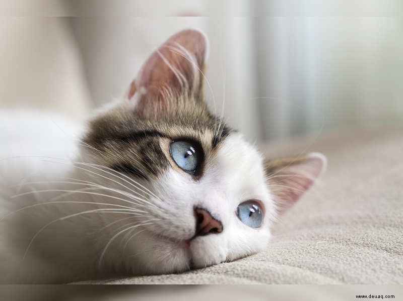 Anzeichen und Behandlung von Katzendiabetes 