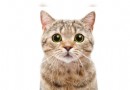 5 Dinge, die Ihrer Katze Angst machen und sie stressen 
